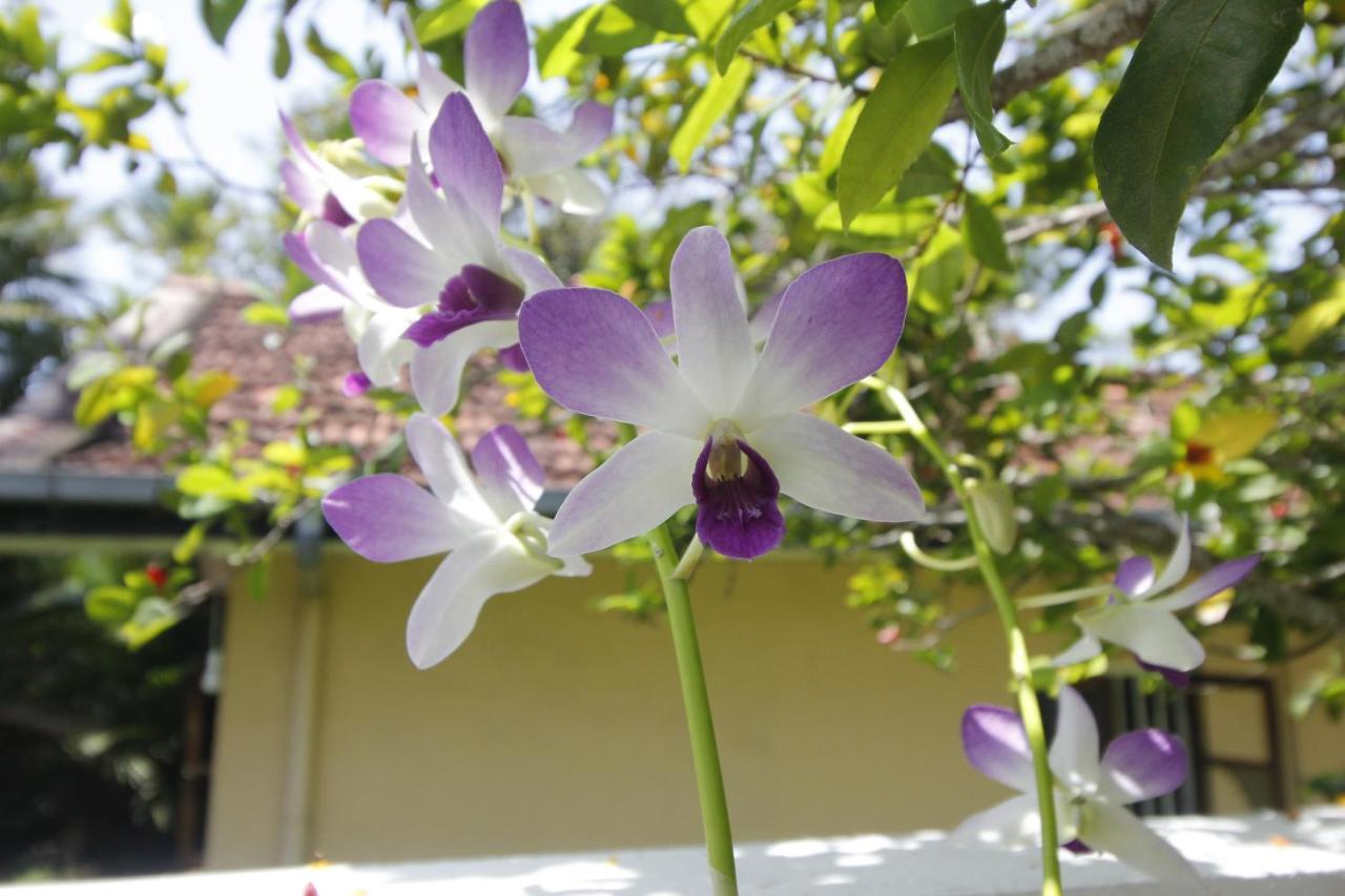 Bentota Home Stay ภายนอก รูปภาพ